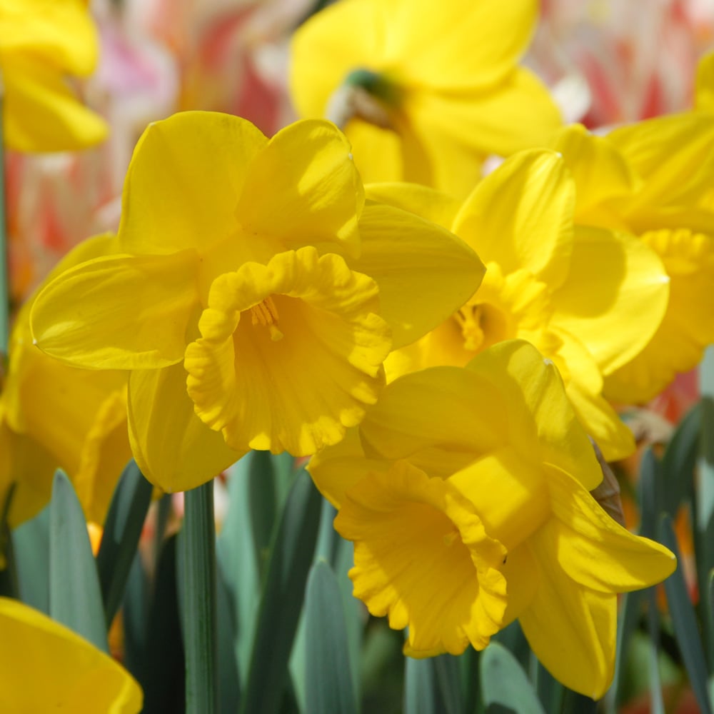 Narcissus 'Queen Beatrix'