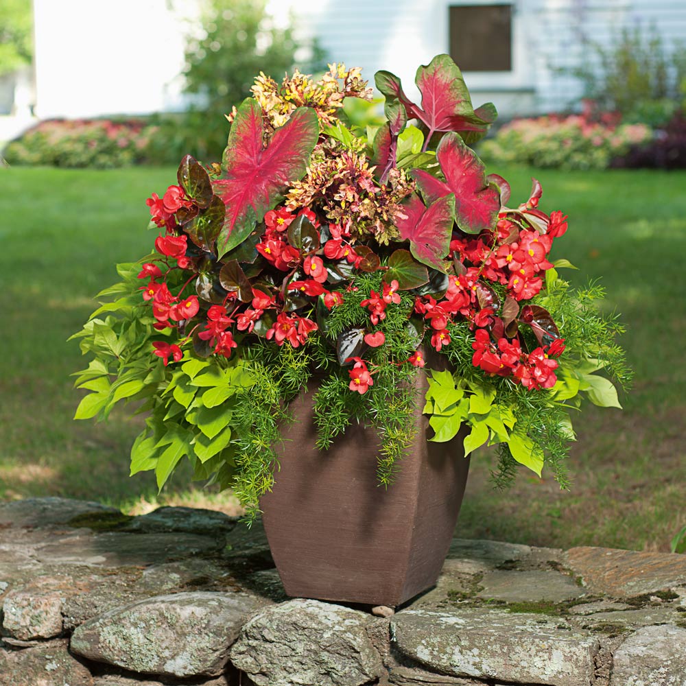 Foliage with Flair Container Garden