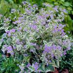  Brunnera macrophylla 'Variegata'