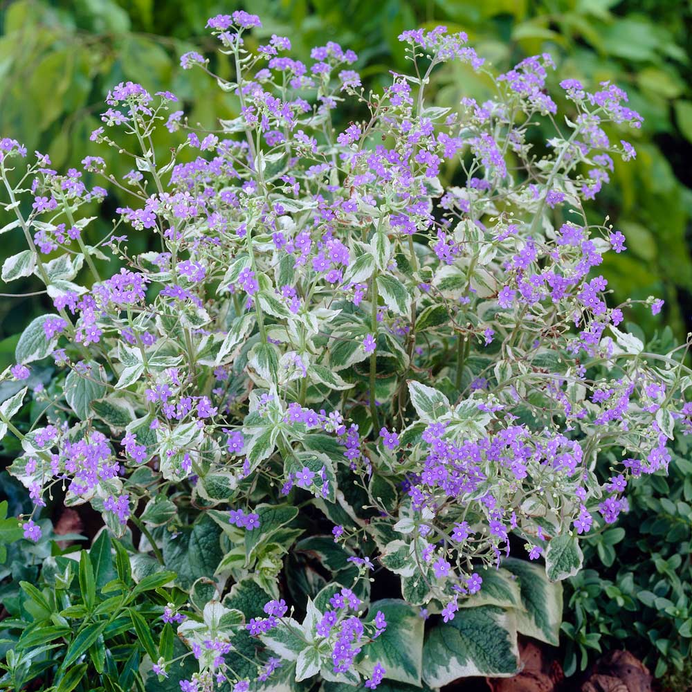 Brunnera macrophylla 'Variegata'