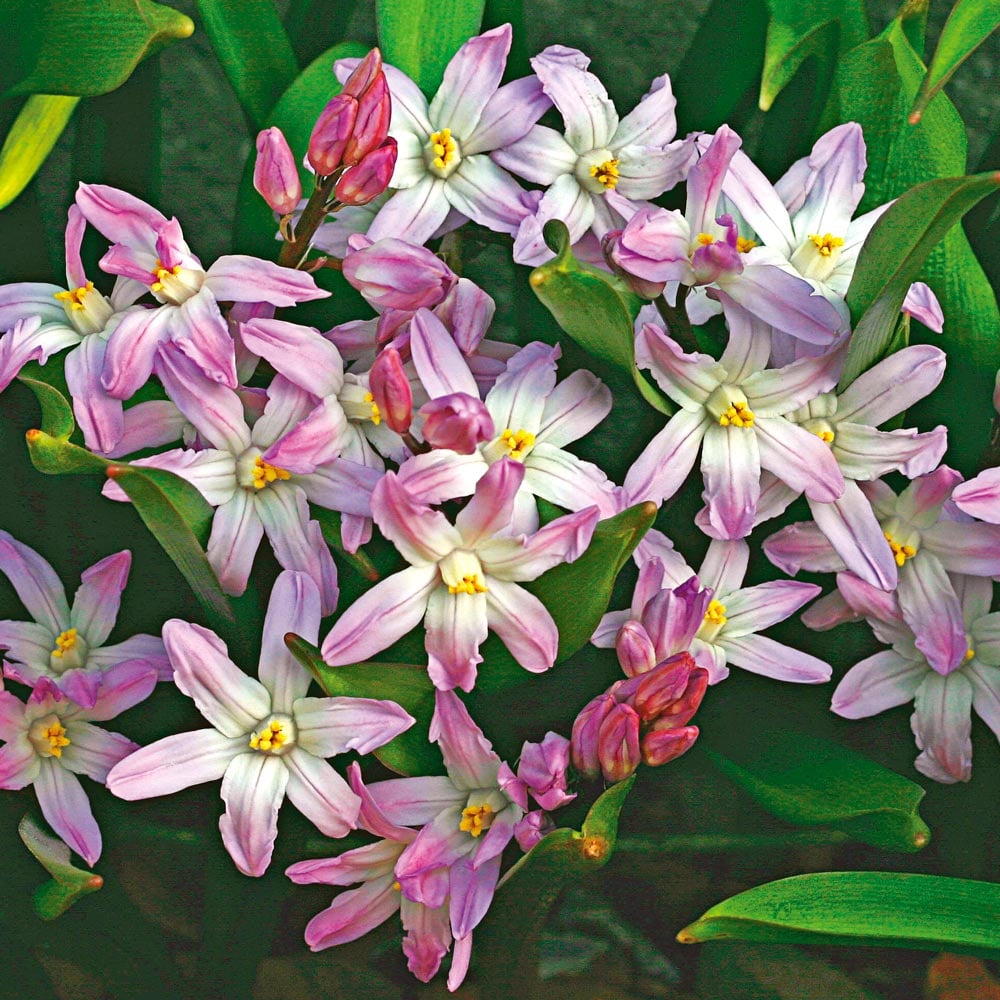 Chionodoxa forbesii 'Pink Giant'