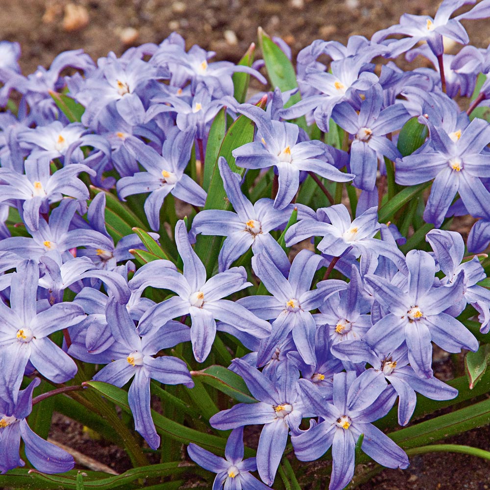 Chionodoxa luciliae (Gigantea Group)