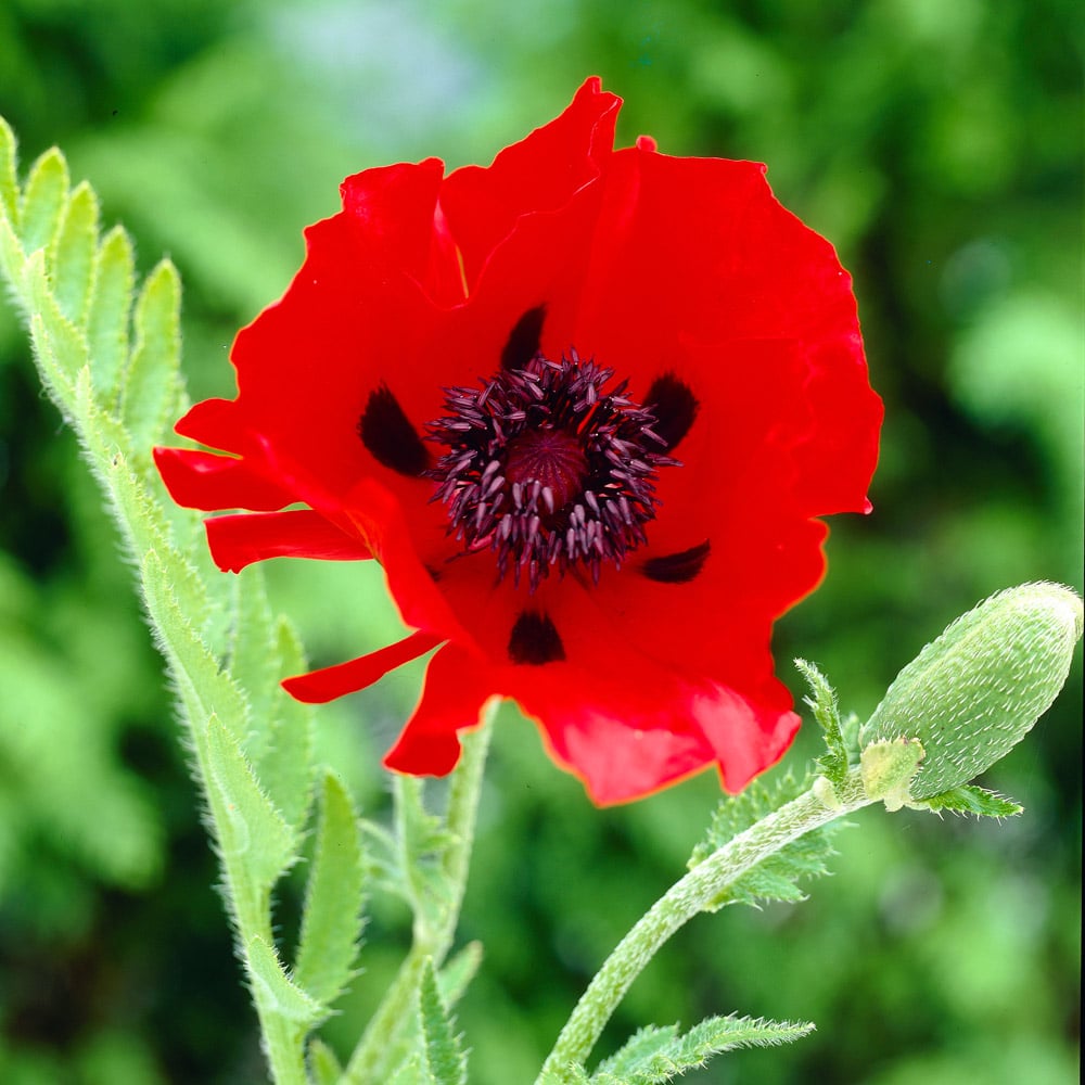 Papaver orientale 'Beauty of Livermere'