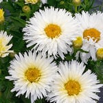  Leucanthemum x superbum 'Belgian Lace'