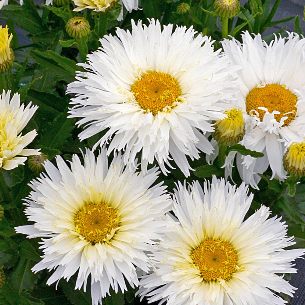 Leucanthemum x superbum 'Belgian Lace'