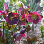  Helleborus Frostkiss® Anna's Red