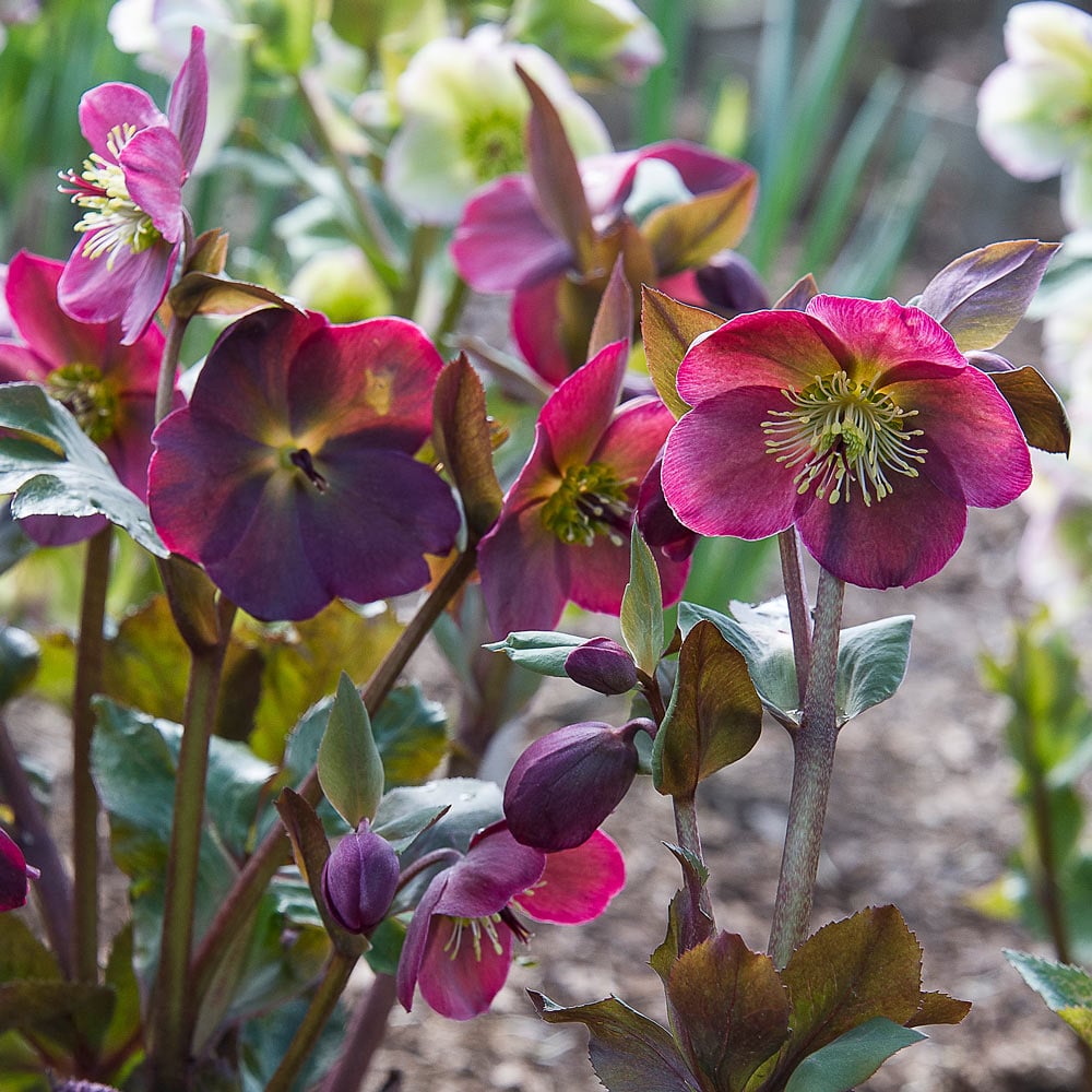 Helleborus Frostkiss® Anna's Red