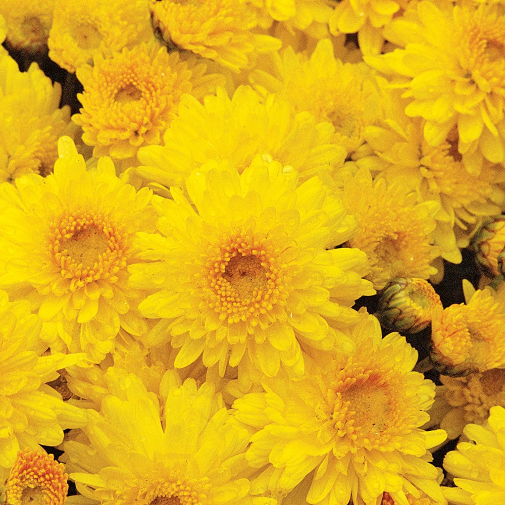 Chrysanthemum 'Sunny Igloo'