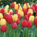  Strike Up the Band Perennial Tulip Collection