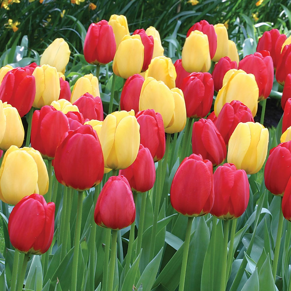 Strike Up the Band Perennial Tulip Collection