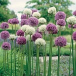  Allium Collection Garden Globes
