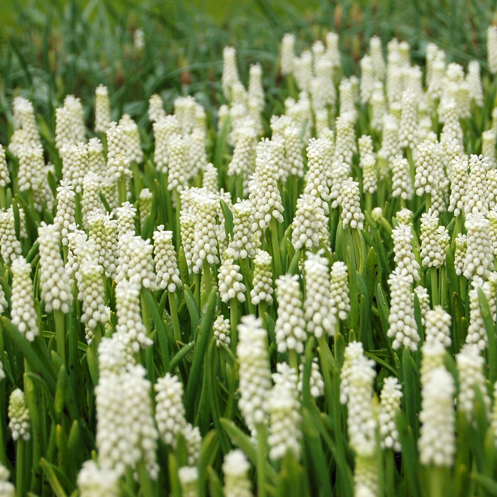 Muscari botryoides 'Album'