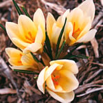  Crocus chrysanthus 'Cream Beauty'