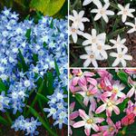  Chionodoxa - Glories of the Snow Mix