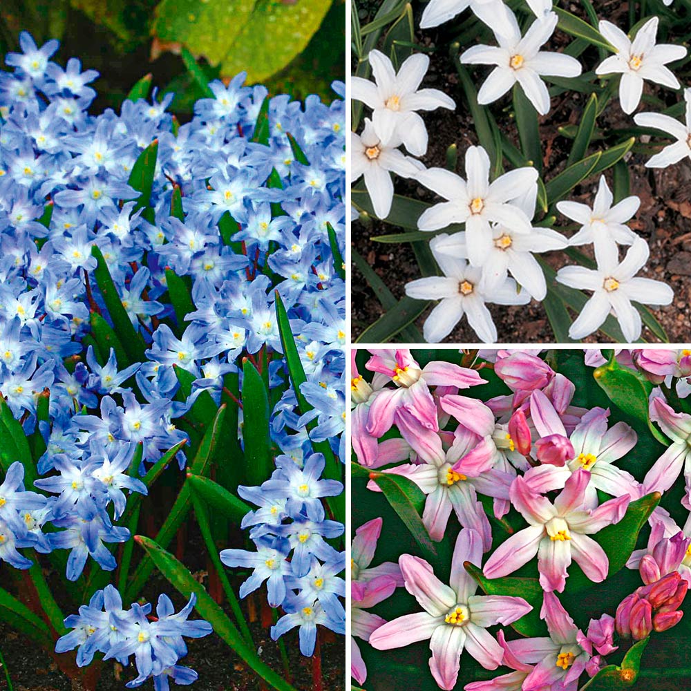 Chionodoxa - Glories of the Snow Mix