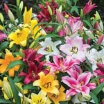  Ovation Large-Flowering Orienpet Lily Mix