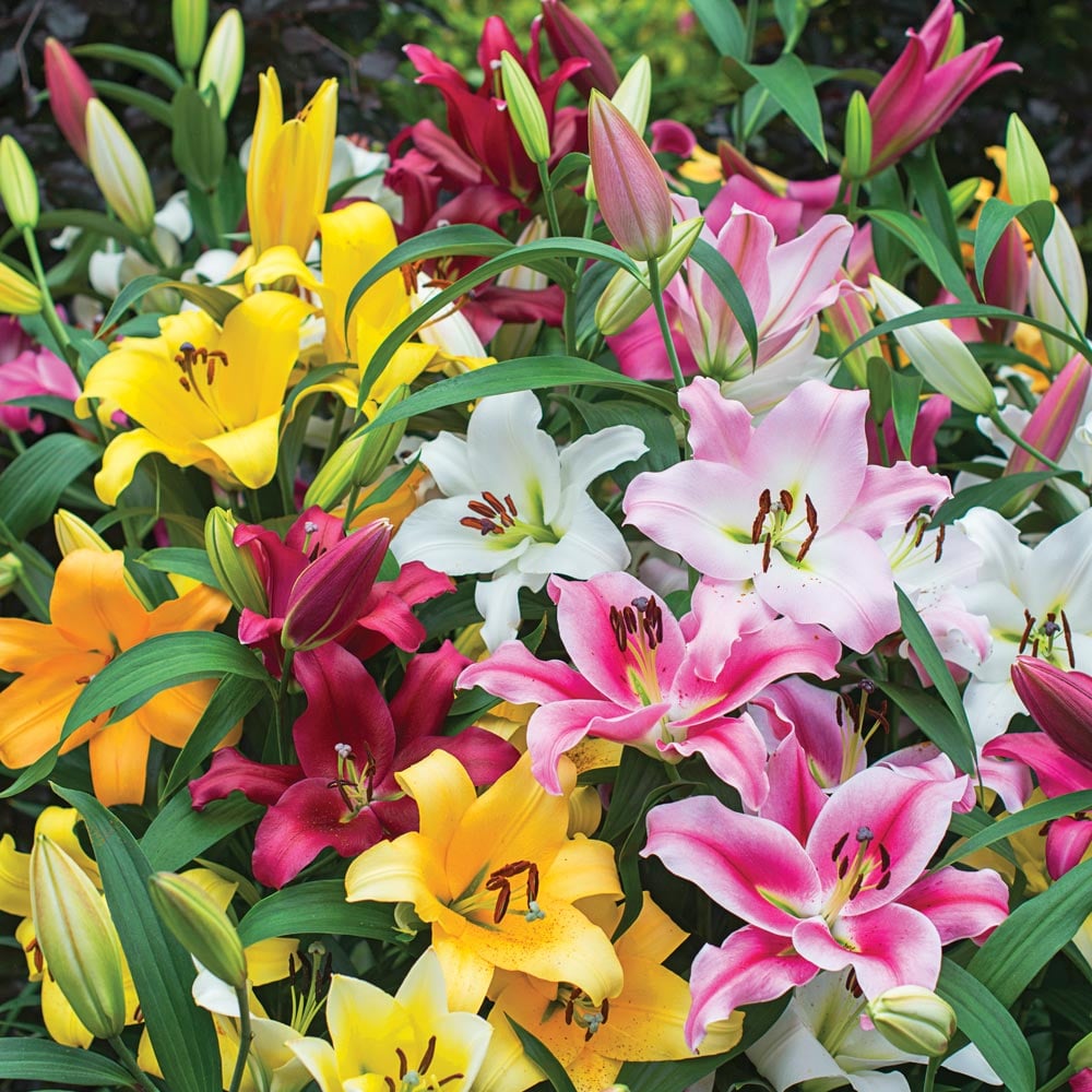 Ovation Large-Flowering Orienpet Lily Mix