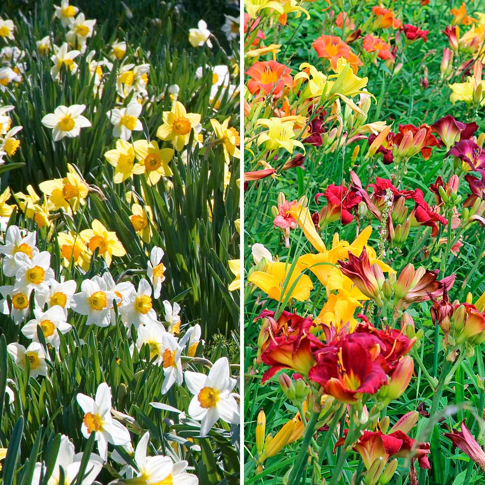 Collaboration for Sun for the North - Daffodils & Daylilies
