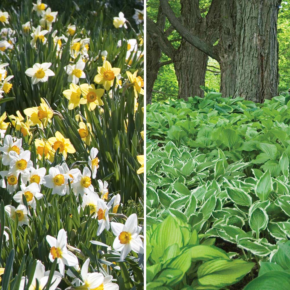 Collaboration for Part Shade for the South - Daffodils & Hosta