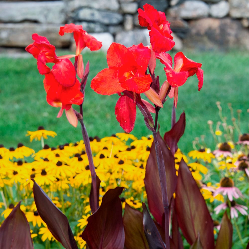 Canna 'Australia'