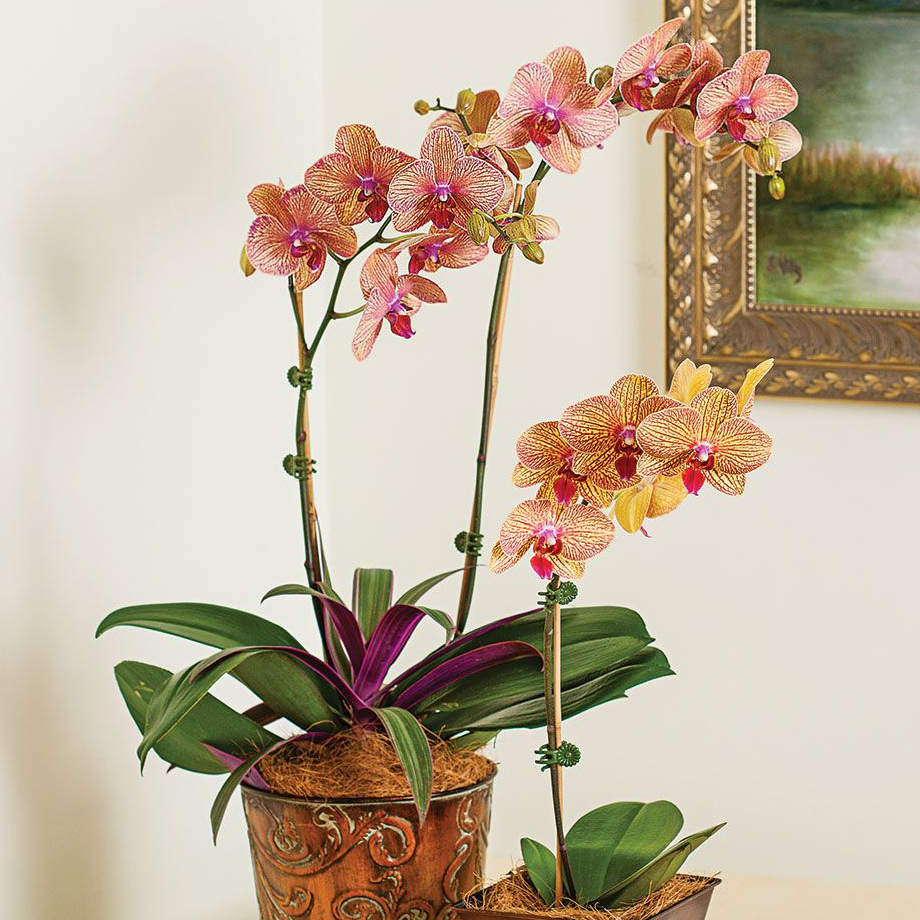 Flower Arrangements, Garden Gifts & More White Flower Farm