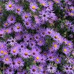  Symphyotrichum oblongifolium 'Raydon's Favorite'