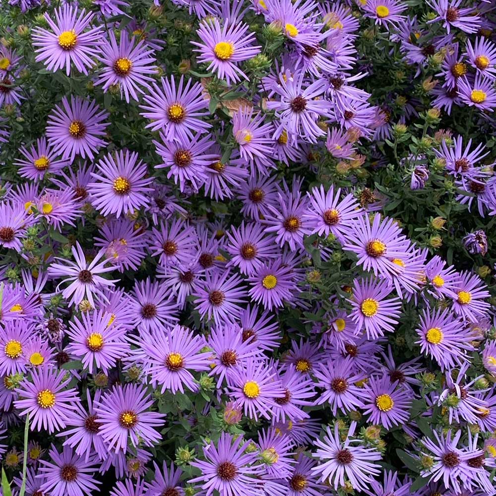 Symphyotrichum oblongifolium 'Raydon's Favorite'