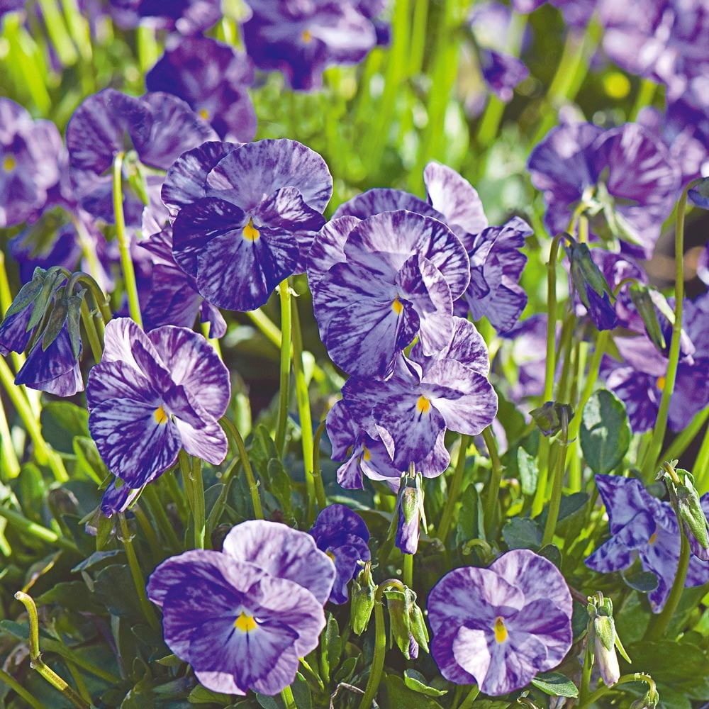 Viola 'Columbine'