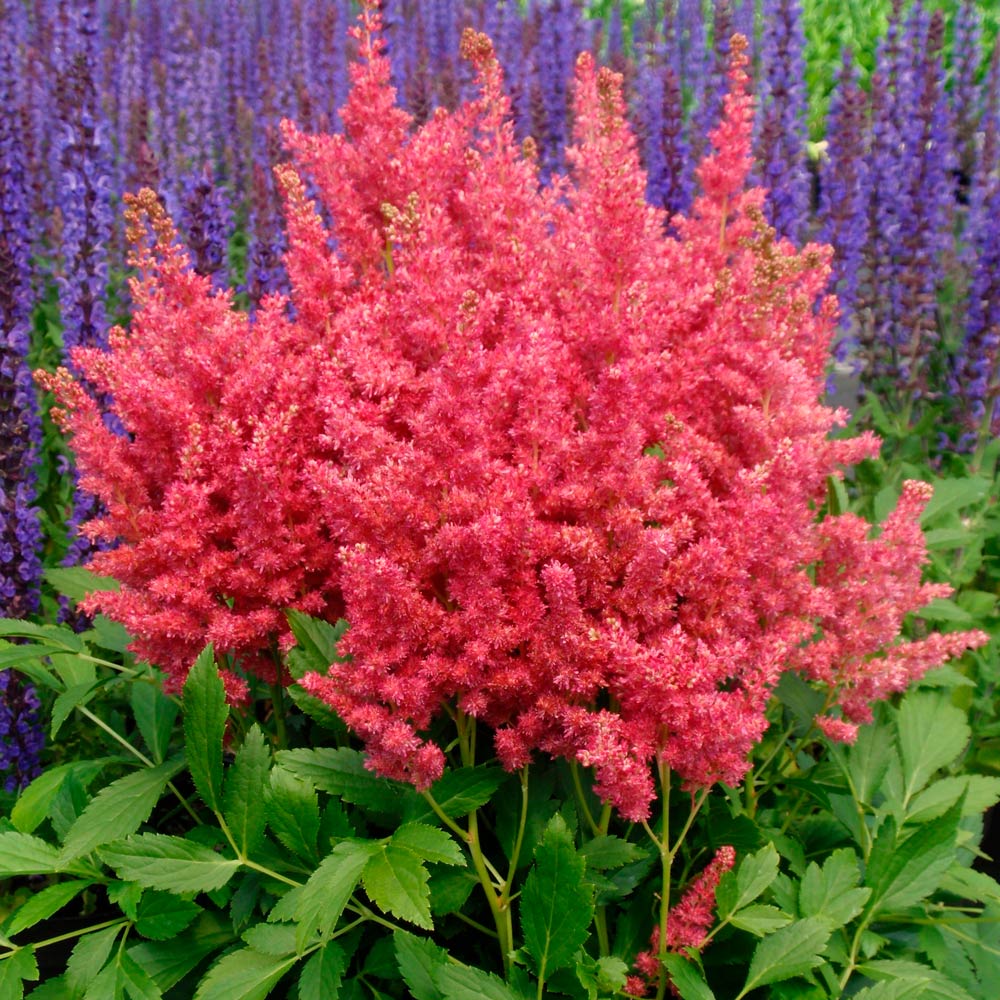 Astilbe Fireberry White Flower Farm
