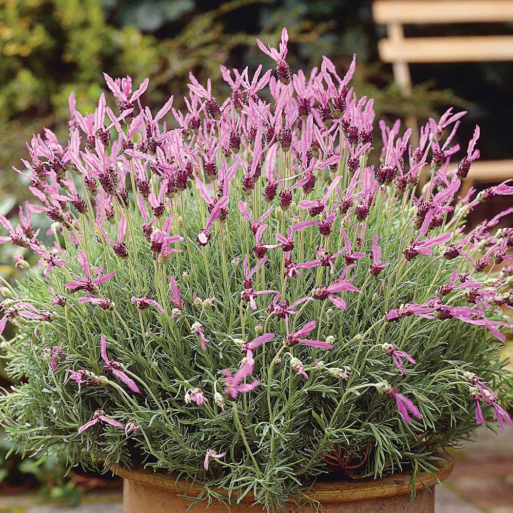 Lavandula stoechas subsp. pedunculata (Lavender)