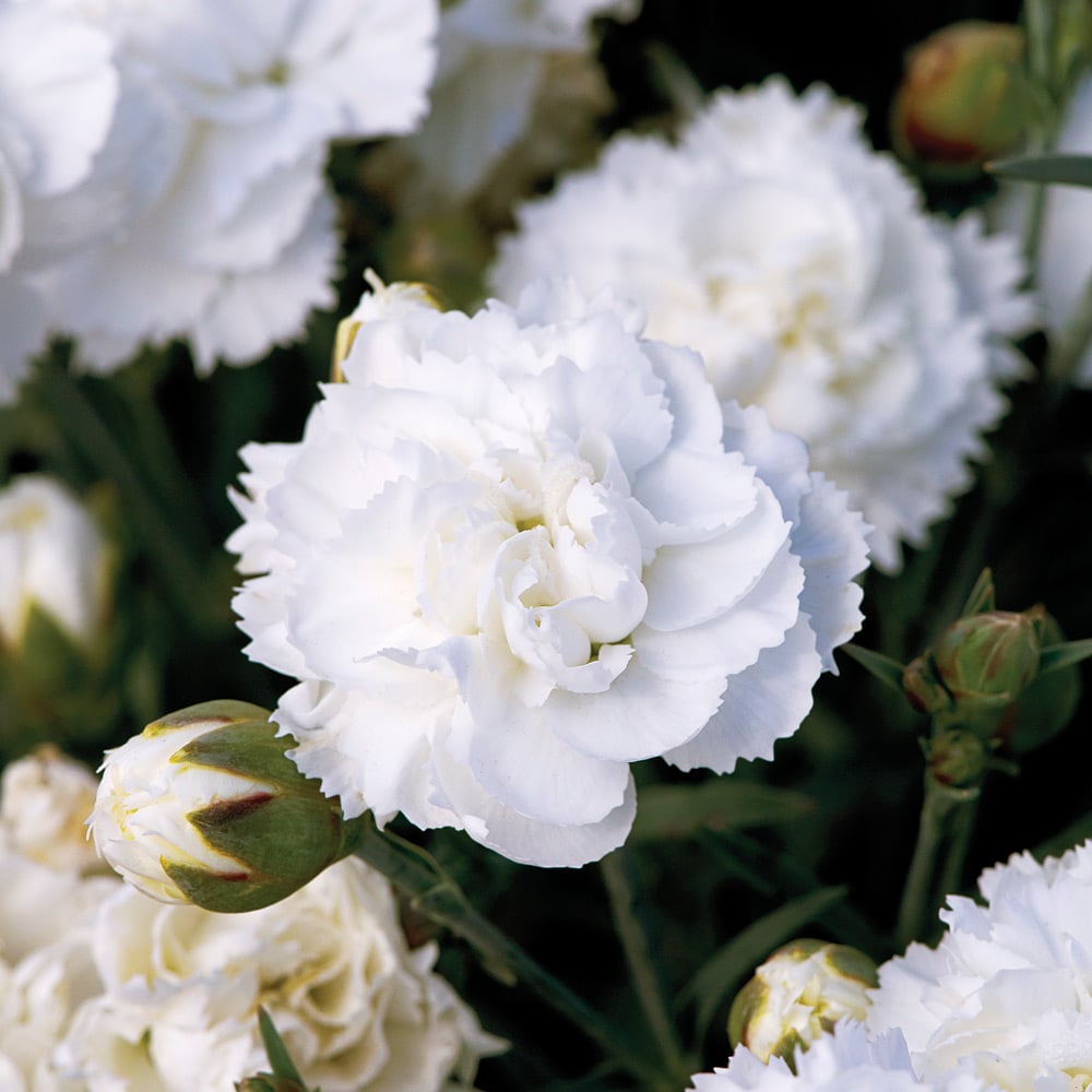 White dianthus shop