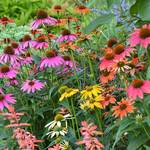  Echinacea 'Cheyenne Spirit'