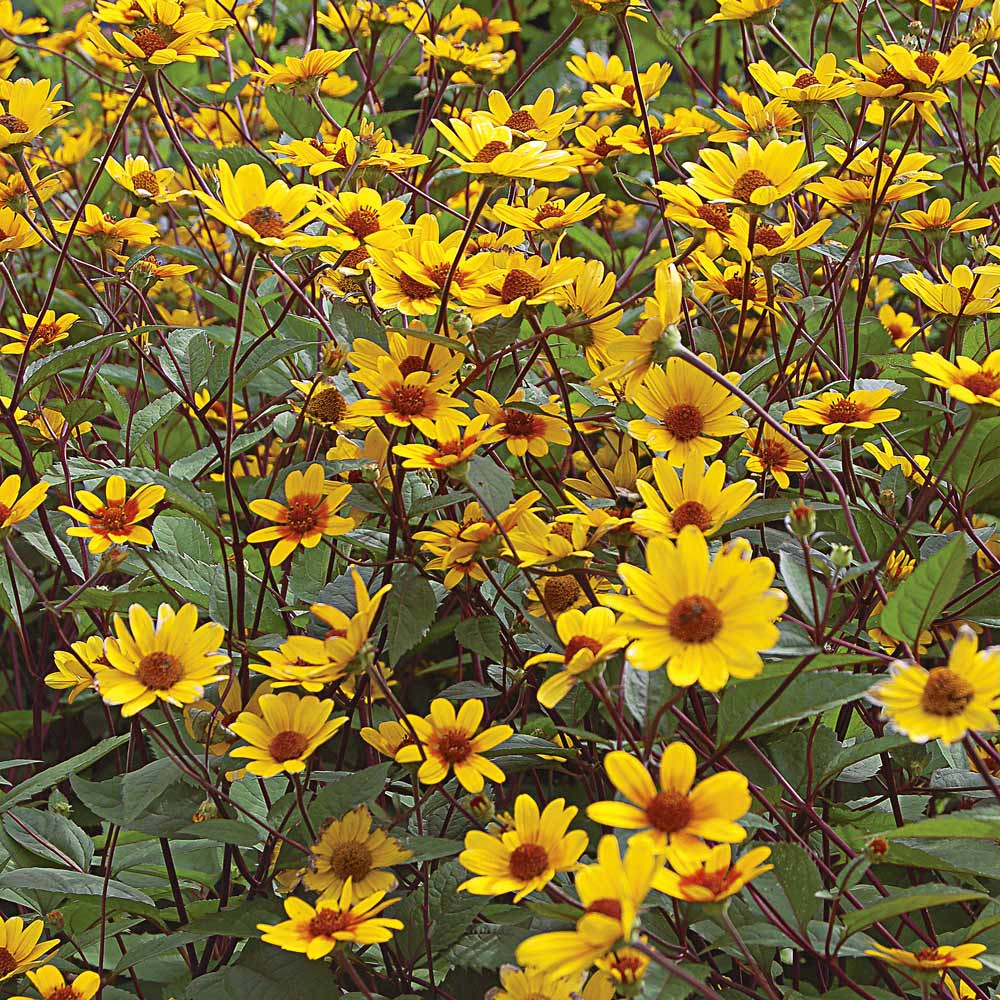 Heliopsis helianthoides 'Prairie Sunset'