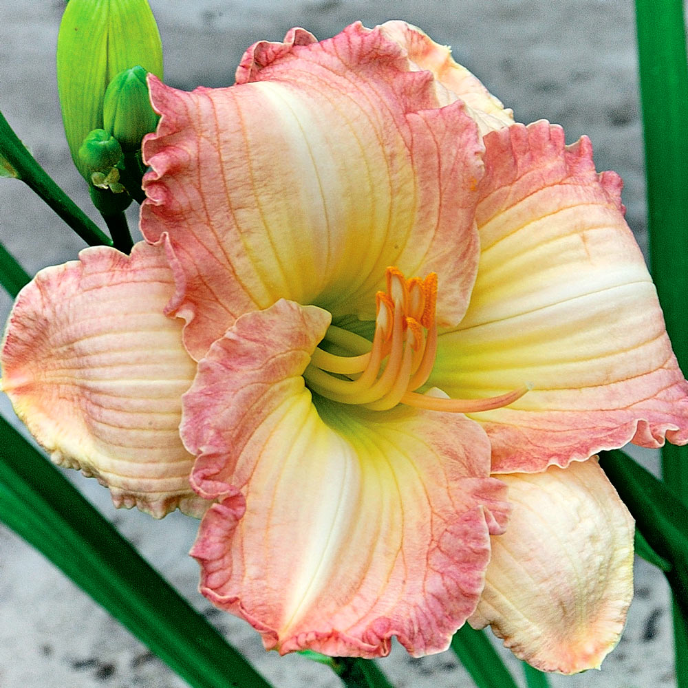 Hemerocallis (Daylily) 'Frosted Vintage Ruffles'