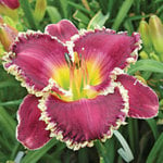  Hemerocallis (Daylily) 'Bettylen'