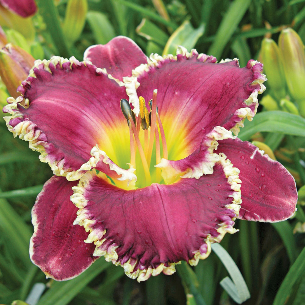 Hemerocallis (Daylily) 'Bettylen'