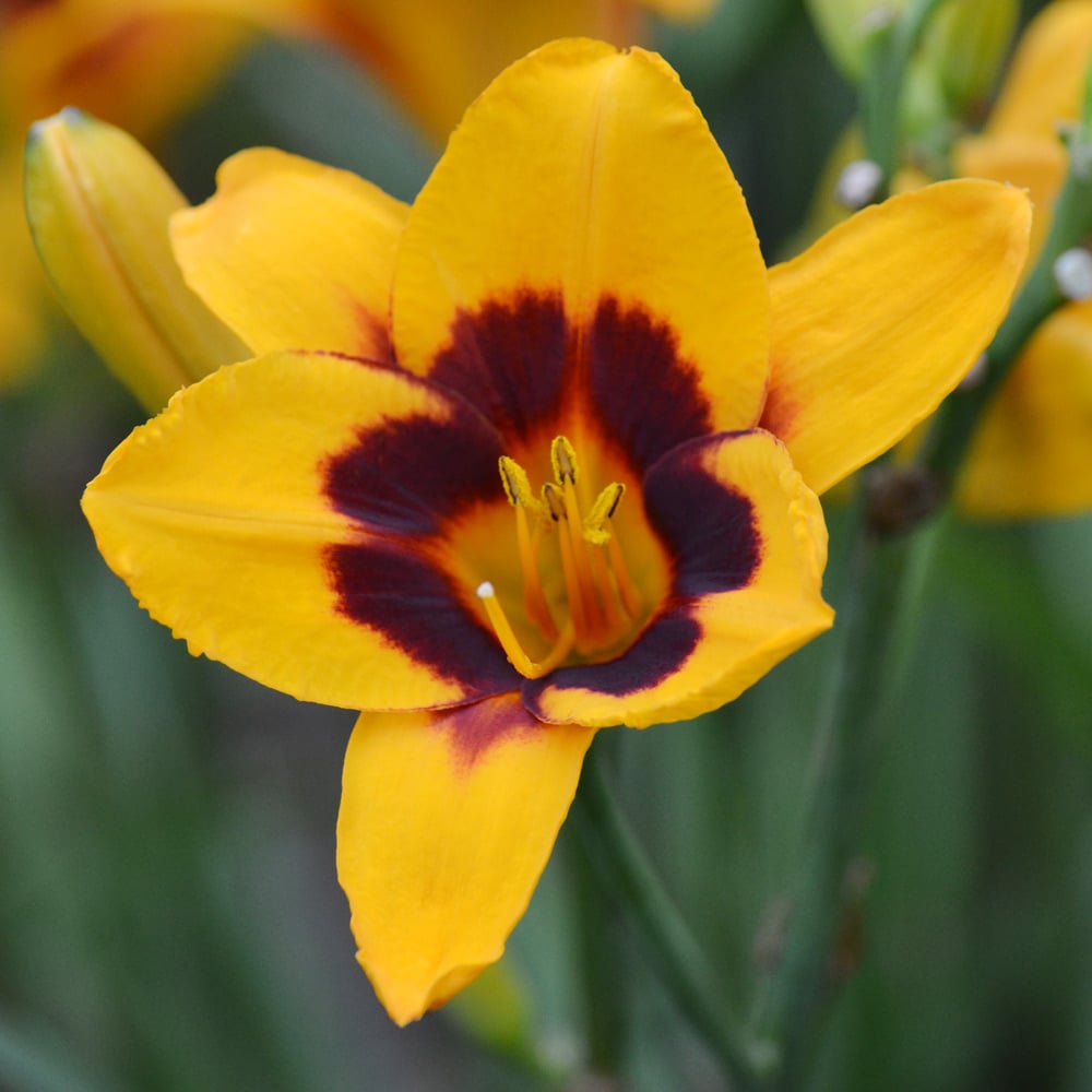 Hemerocallis (Daylily) 'Fooled Me'