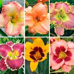  Hemerocallis 500 Series Collection