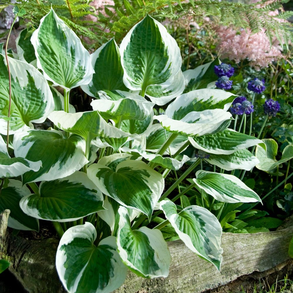 Hosta 'Patriot'