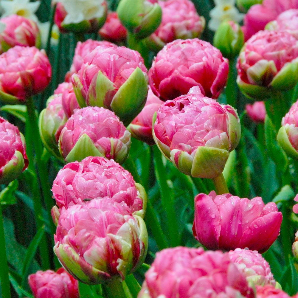 Tulip 'Wedding Gift' White Flower Farm