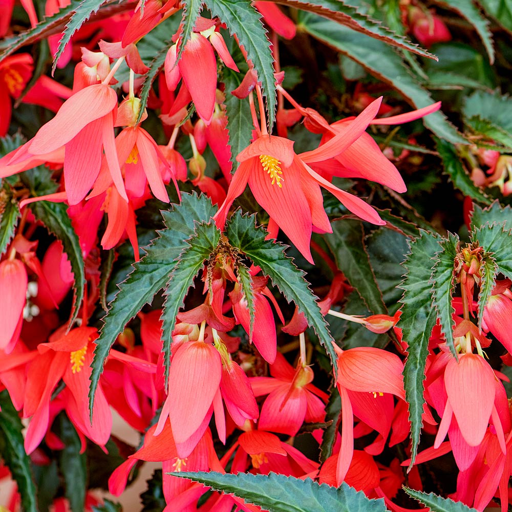 Begonia boliviensis Waterfalls® Encanto Pink