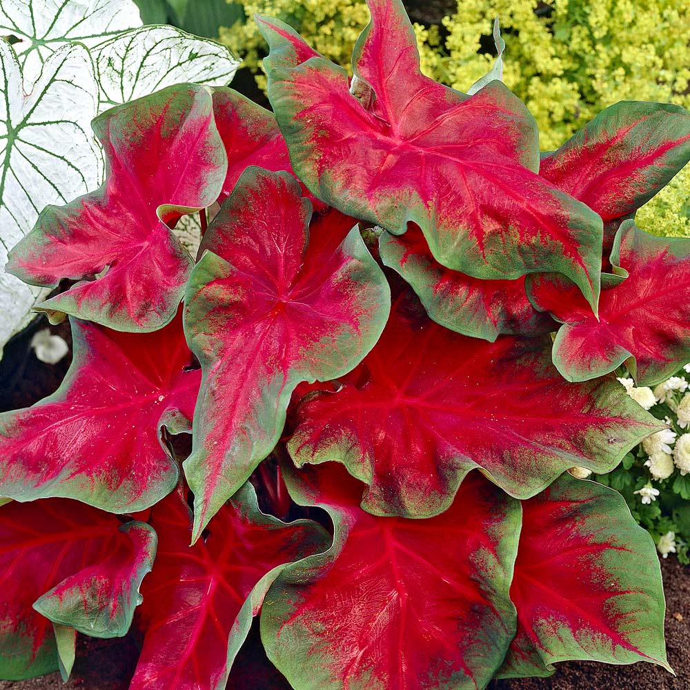 Caladium