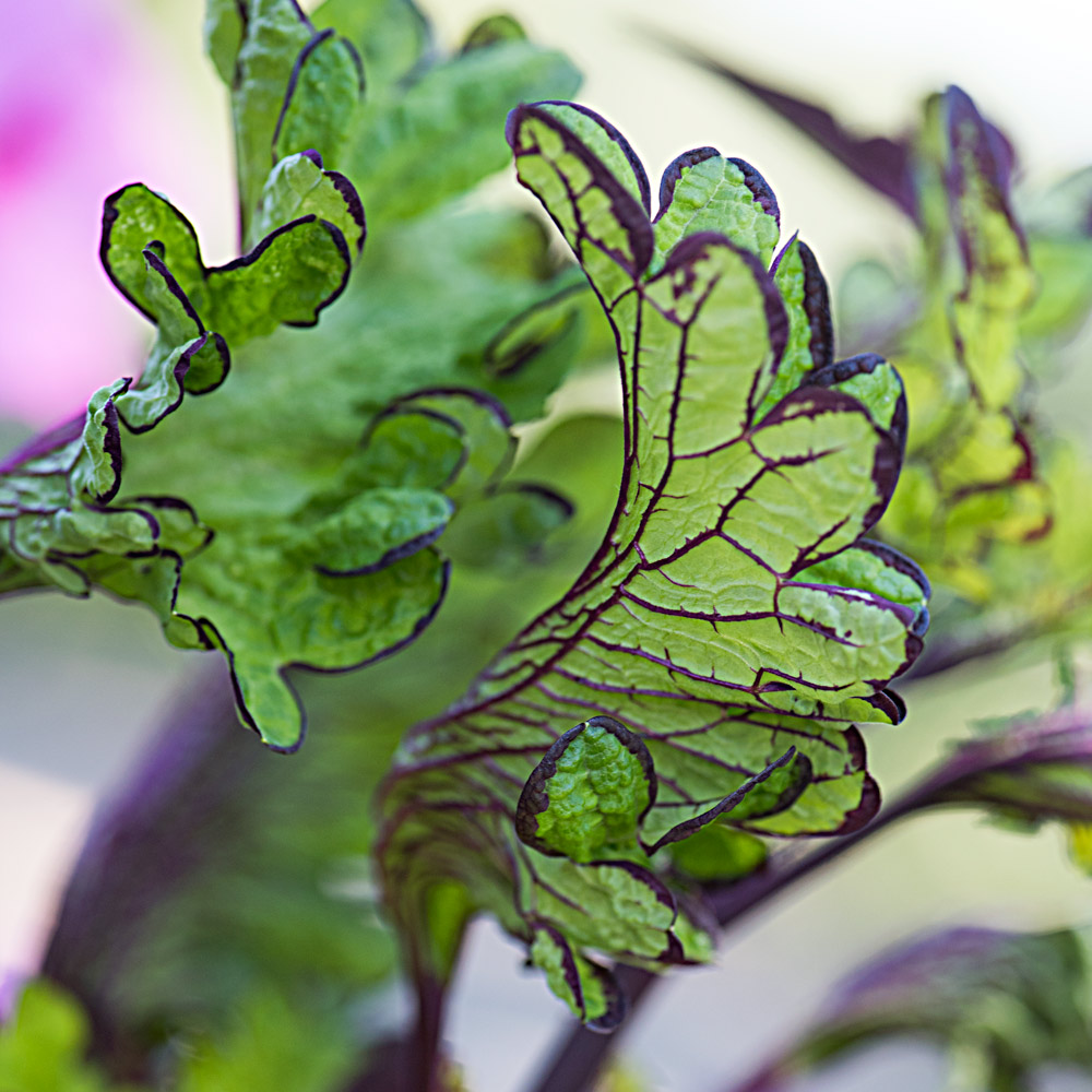 Coleus Main Street Rodeo Drive | White Flower Farm