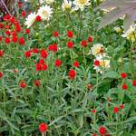  Gomphrena globosa 'Strawberry Fields'