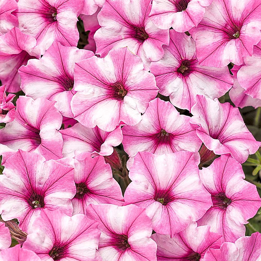 Petunia Supertunia® Mini Vista™ Pink Star