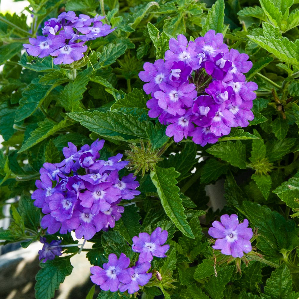 Verbena Superbena® Violet Ice