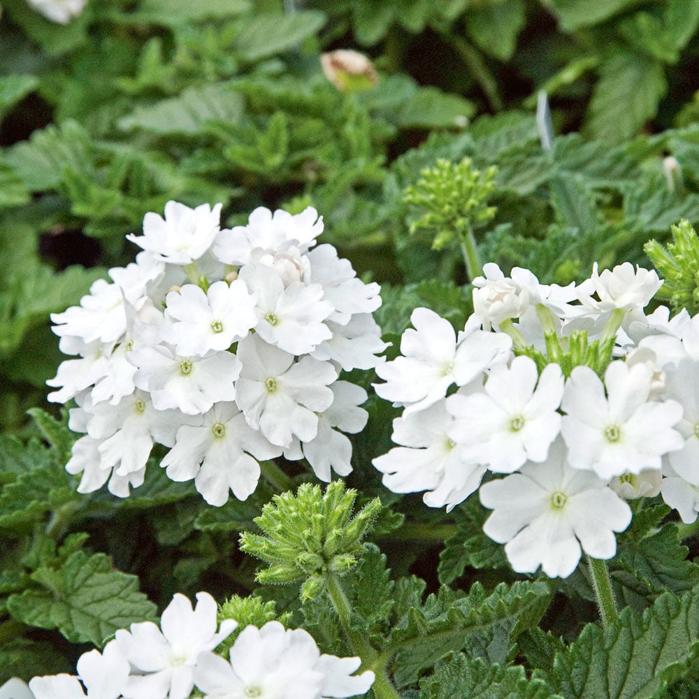 Verbena Lanai® White