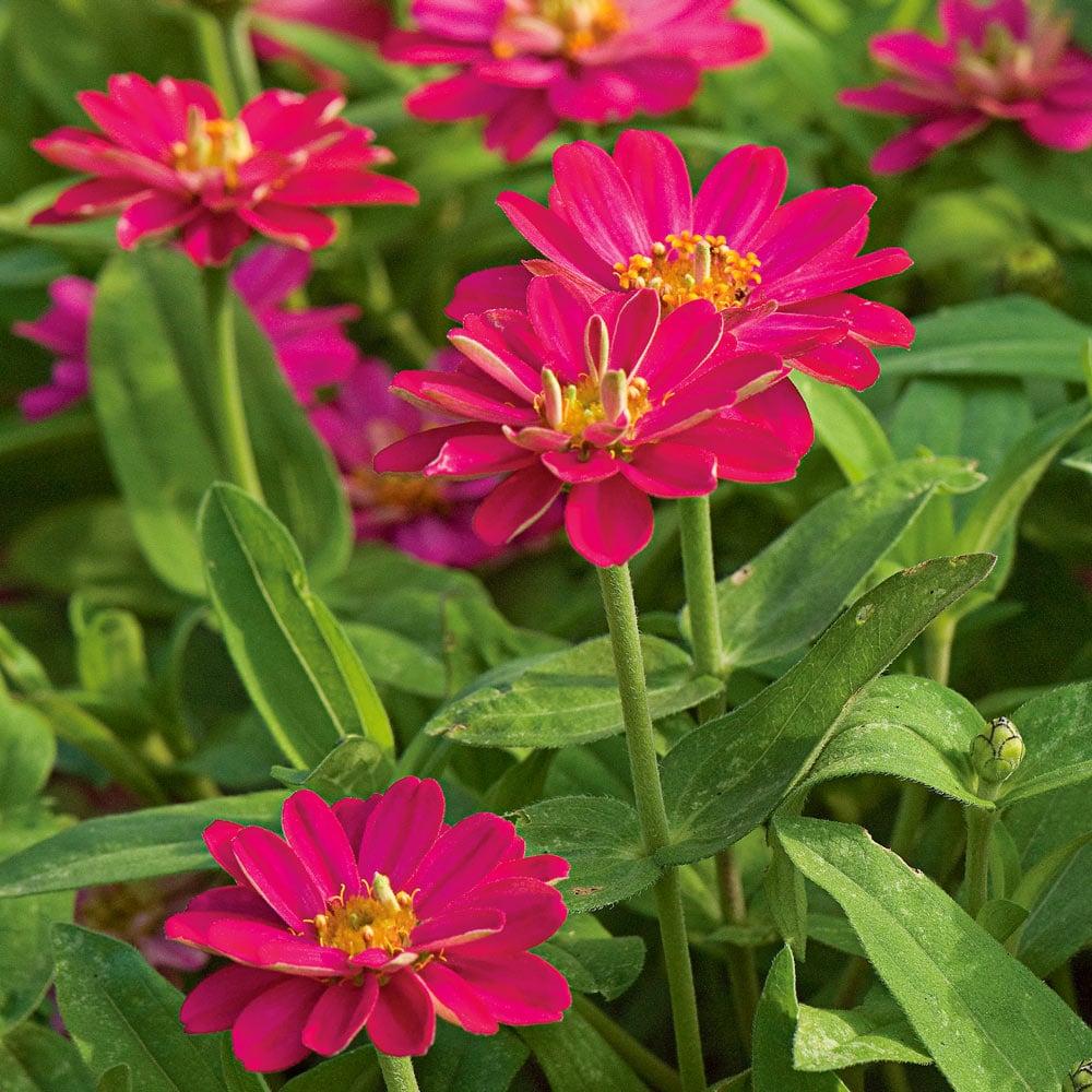 Zinnia Double Zahara® Cherry