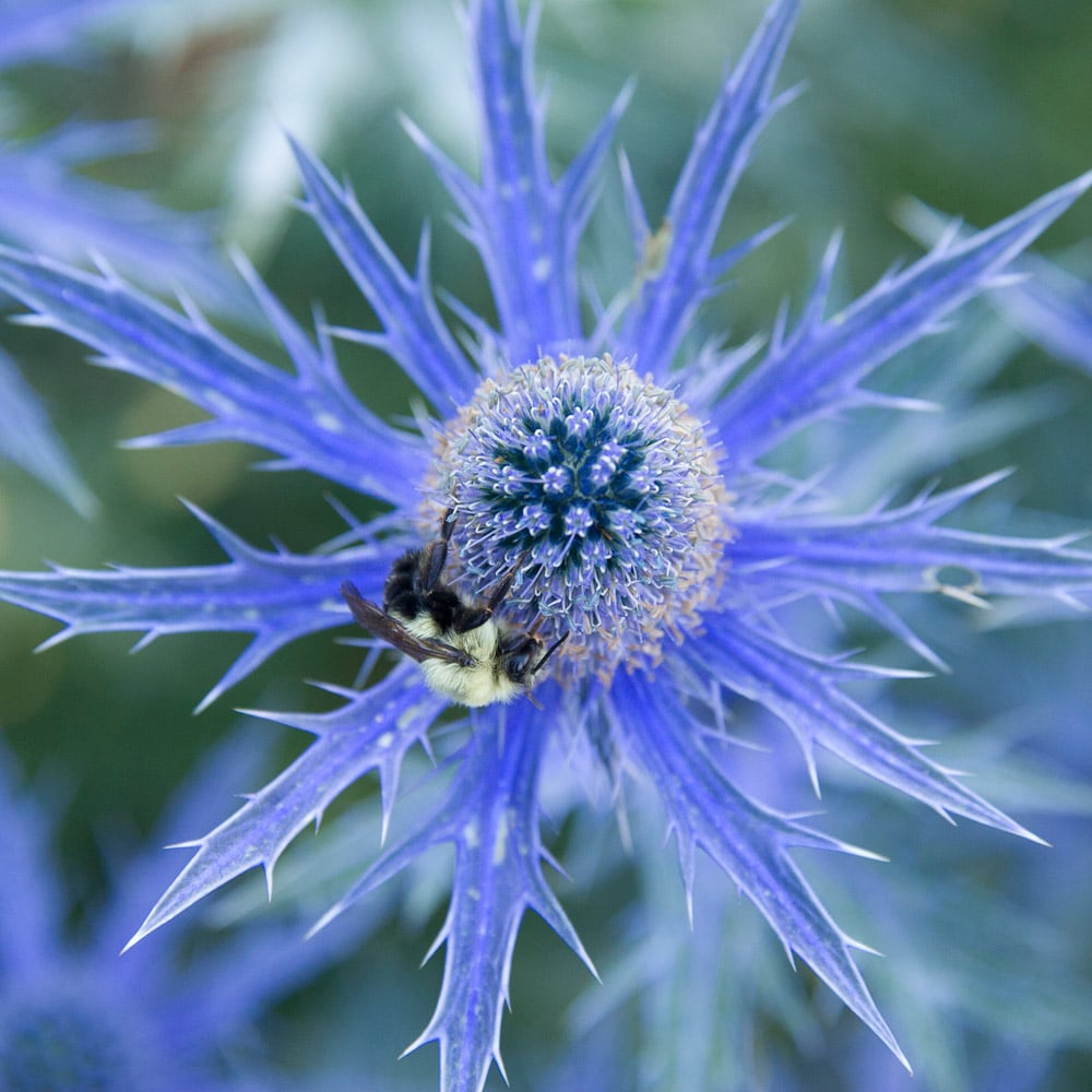 Eryngium zabelii 'Big Blue'