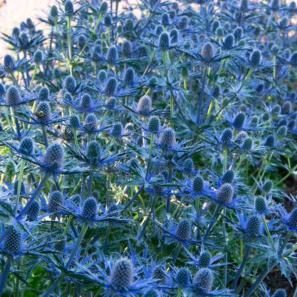 Eryngium zabelii 'Big Blue' White Flower Farm